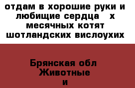 отдам в хорошие руки и любищие сердца 2-х месячных котят шотландских вислоухих - Брянская обл. Животные и растения » Кошки   